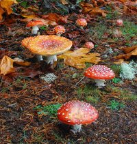 2.3 Amanita muscaria var. flavivolvata OR4.jpg