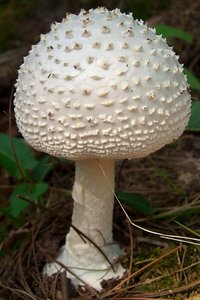 3.1 Amanita muscaria var. alba White_Fly-Agaric.jpg