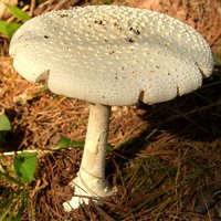 3.2 Amanita muscaria var. alba White_Fly-Agaric_mature.jpg