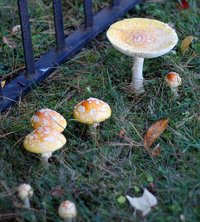 5.2 Amanita muscaria var. guessowii large_and_small.jpg