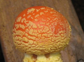 6.3 Amanita muscaria var. persicina.jpg