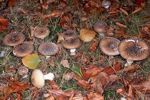 8.2 Amanita pantherina _gm4.jpg