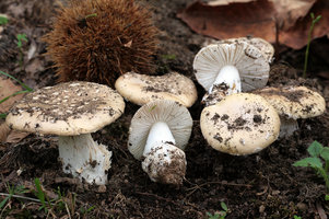 13.3 Amanita gioiosa post-8239-1223489388.jpg