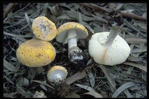 14.2 Amanita heterochroma image003.jpg