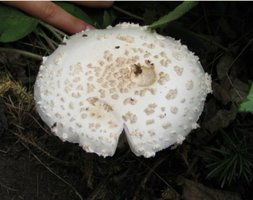 3.3 Amanita muscaria var. alba.jpg