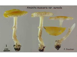 Amanita muscaria var. aureola _1.jpg
