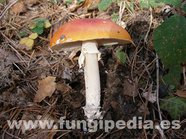 Amanita muscaria var. aureola 1.jpg