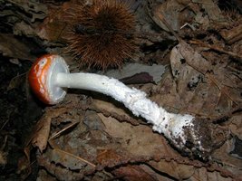 Amanita muscaria var. aureola 2.jpg