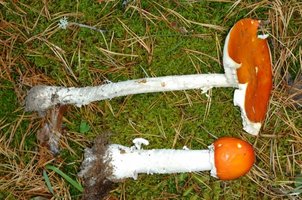 Amanita muscaria var. aureola thumb_medium_SP002187.JPG