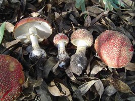 Amanita muscaria var. inzengae A. inzengae 01.jpg