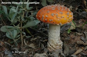 Amanita muscaria var. inzengae.jpg