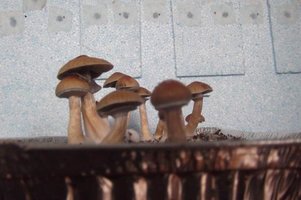 amaral02_640x426.jpg