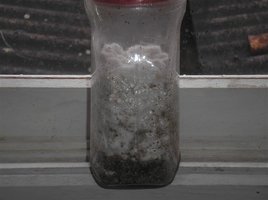 P6160004 (Medium).JPG