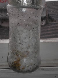 P6160005 (Medium).JPG