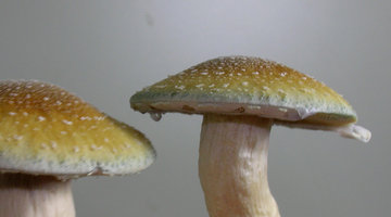 dupla3.jpg