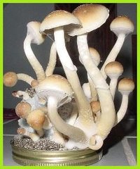 229_421-magic-mushrooms.jpg