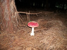 100_4909.JPG