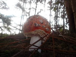 amanita.jpg