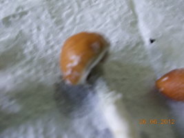 DSCN0190.JPG