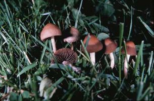 Panaeolus foenisecii by Michael W. Beug 27.jpg