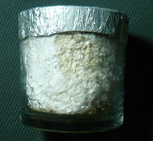copo4-2.jpg