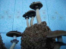 100_4955.JPG