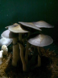 Foto0233.jpg
