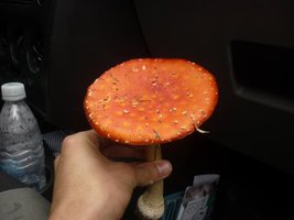 amanita indio_640x480.jpg