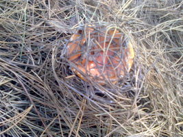 26072012218.jpg