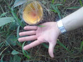 26072012230.jpg