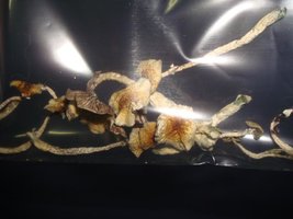 secos BOLO 1 002_640x480.jpg