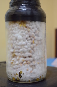 Quila contam 49 dias.JPG