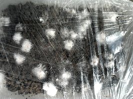 IMG085.jpg