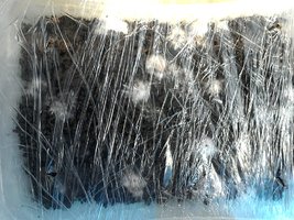 IMG086.jpg