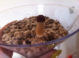 bulk3_13-08.JPG
