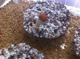 bulk_16-08.JPG