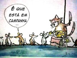 gato em campanha.jpg