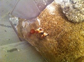 bolo1_flush3_25-08.JPG