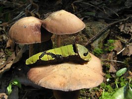 zapotecorum001.jpg