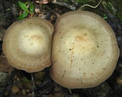 zapotecorum002.jpg