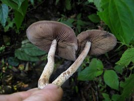 zapotecorum003.jpg