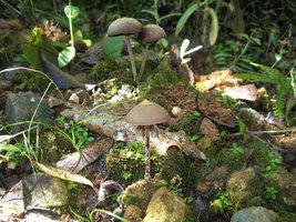 zapotecorum004.jpg