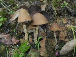 zapotecorum005.jpg