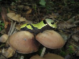 zapotecorum010.jpg