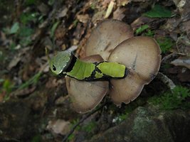 zapotecorum011.jpg