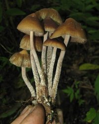 zapotecorum015.jpg