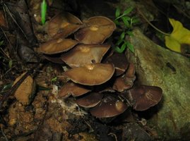 zapotecorum016.jpg