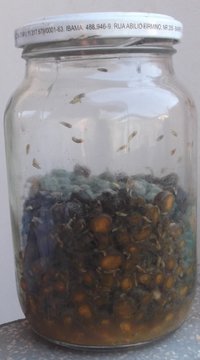 DSCF7525.JPG