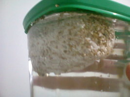 Foto0002.jpg