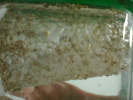 Foto0004.jpg
